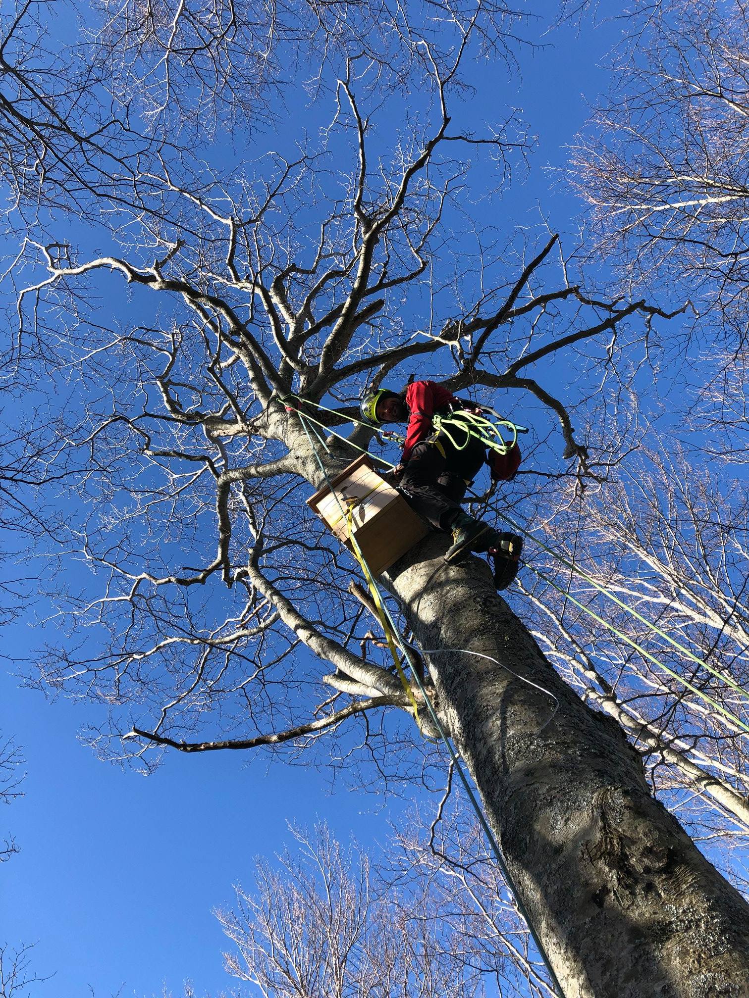 Intervento in treeclimber a Faenza